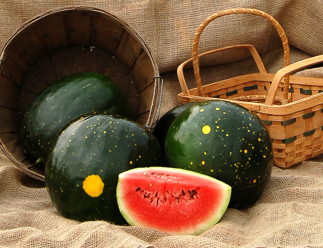 Organic Moon & Stars Watermelon, Citrullus lanatus